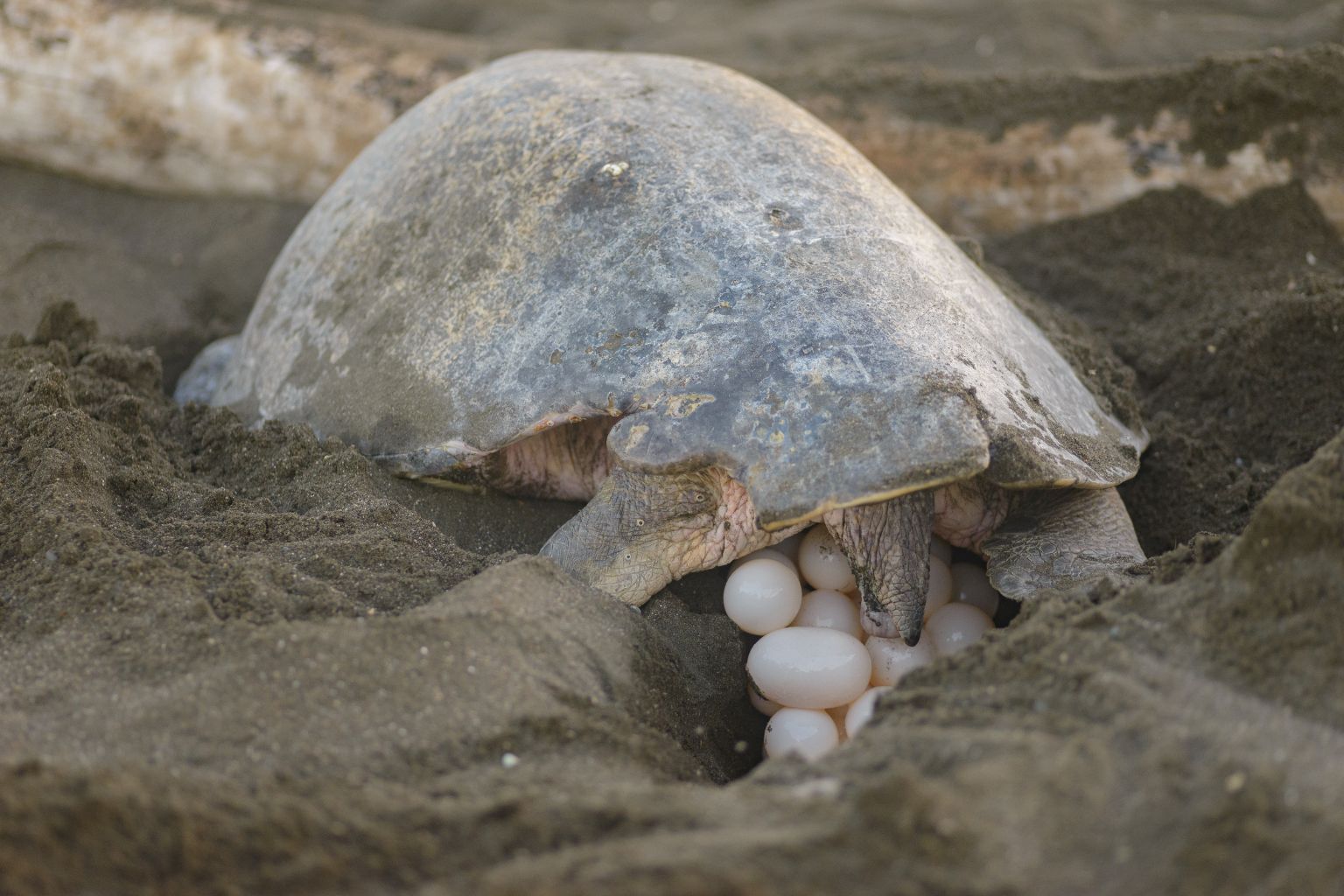 karnataka forest-department olive ridley sea turtle nesting